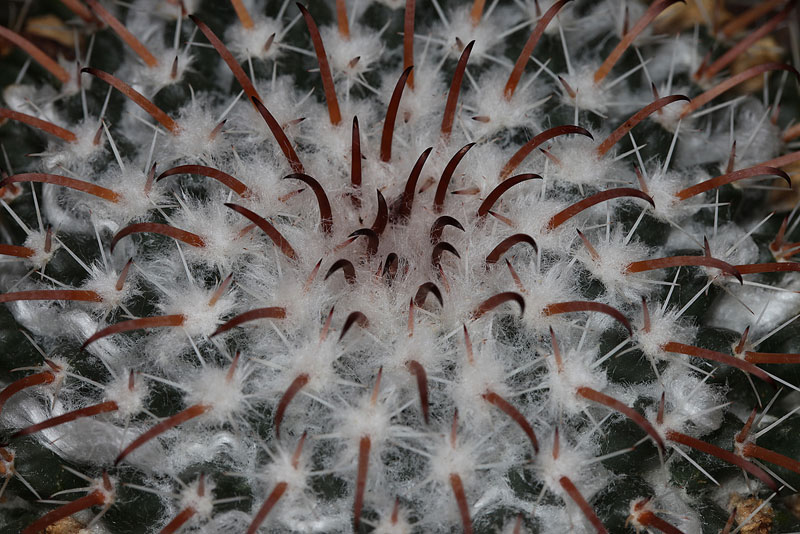 Mammillaria uncinata